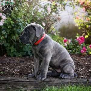 Faye, Cane Corso Puppy
